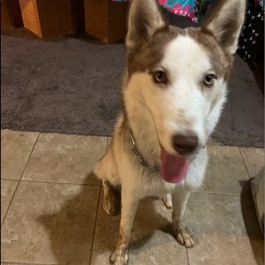 Meet your Posher, Trisha